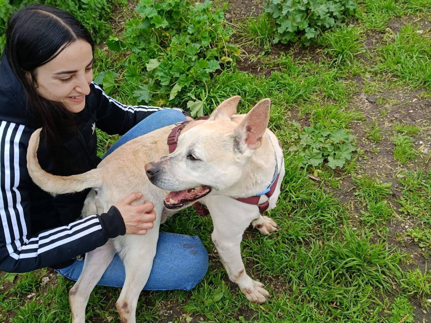 Adotta un cane, maschio, 8 anni e 4 mesi, Caserta