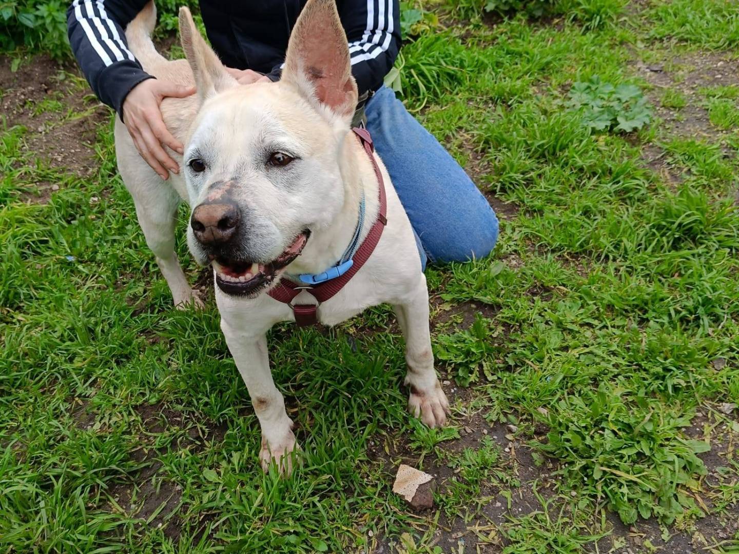 Vuoi adottare un cane a Caserta?