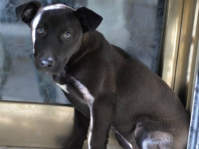 Adotta un cane, taglia piccola, femmina, Lecce