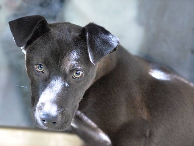 Adotta il cane Ginevra a Lecce