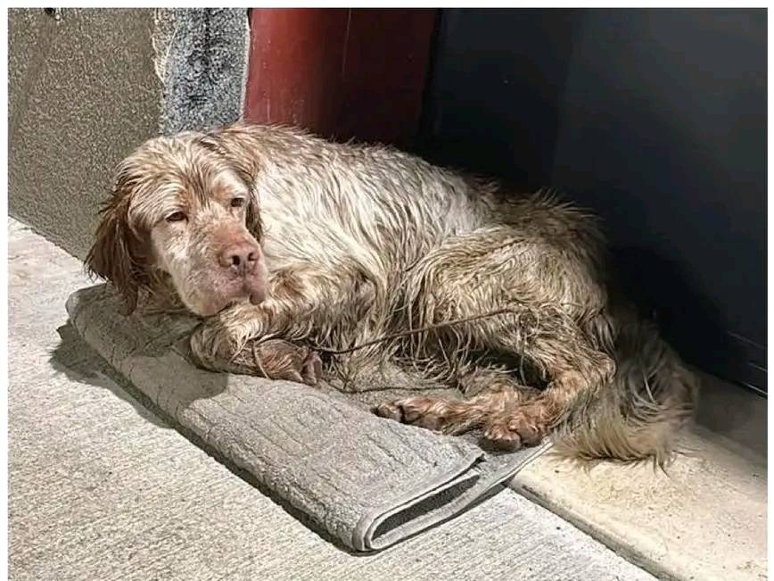 Adotta un cane, maschio, 10 anni e 10 mesi, Cremona