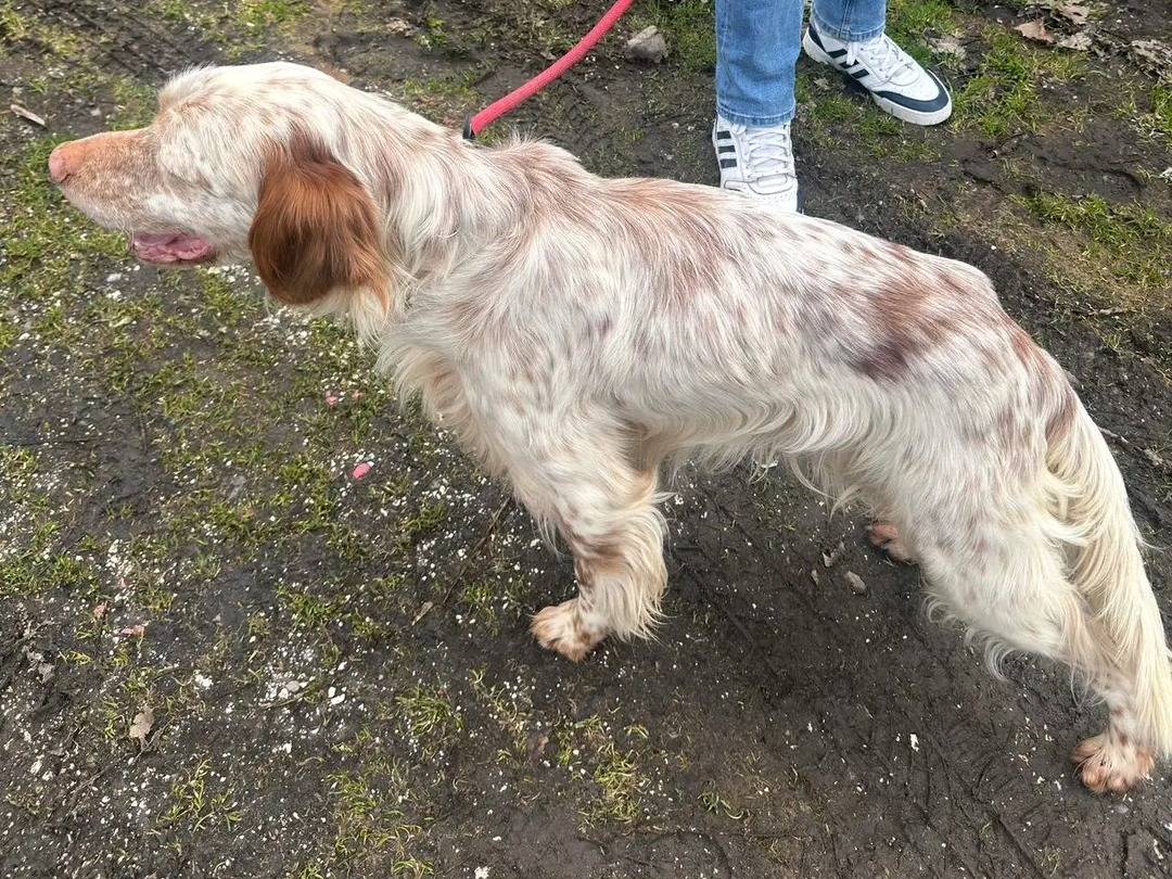 Vuoi adottare un cane a Cremona?