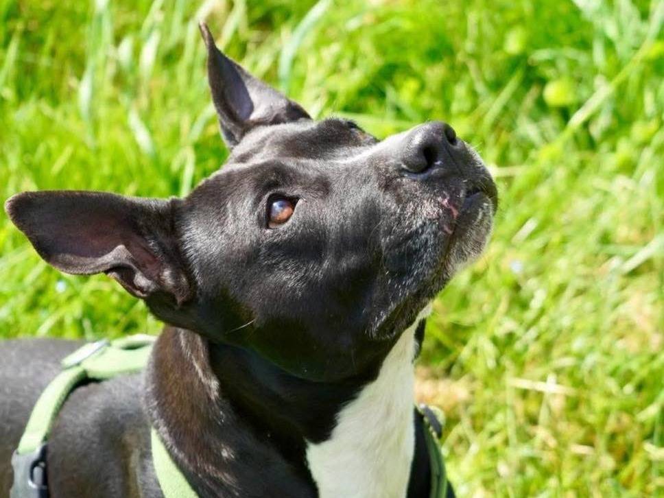 Adozione cane, femmina, Pitbull Razza sconosciuta, 8 anni e 2 mesi, taglia media, Bergamo