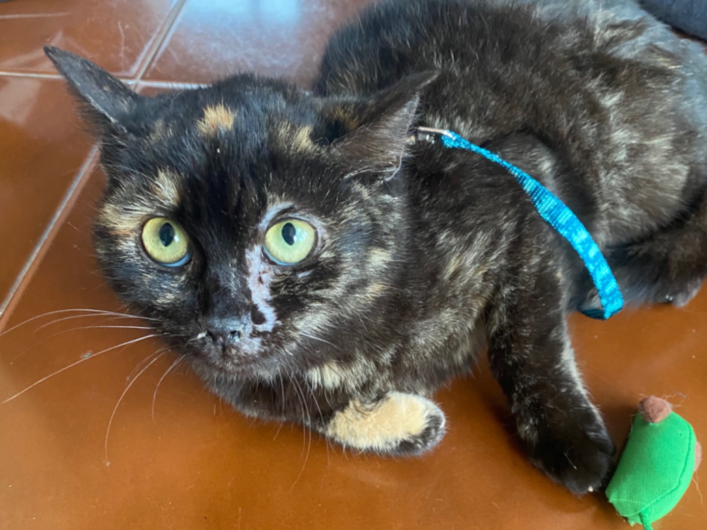 Adotta un gatto, femmina, 4 mesi, Teramo