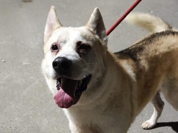 Adozione cane, maschio, Razza sconosciuta Razza sconosciuta, 5 anni e 1 mese, taglia grande, Teramo