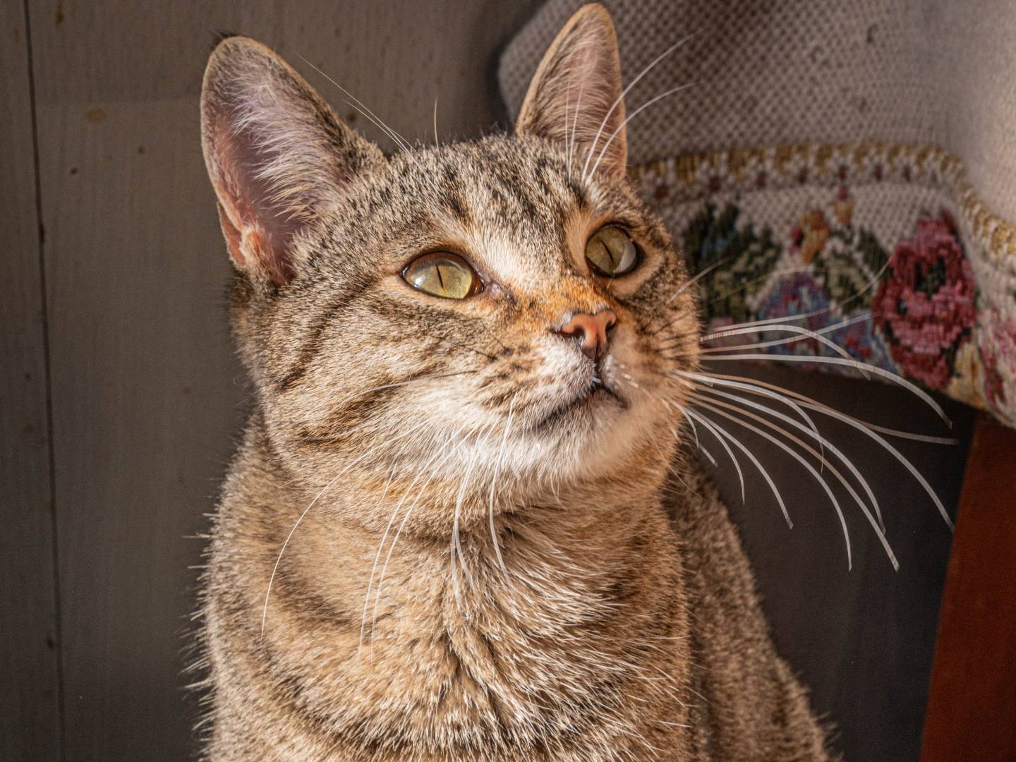 Adotta un gatto, maschio, 5 mesi, Bari