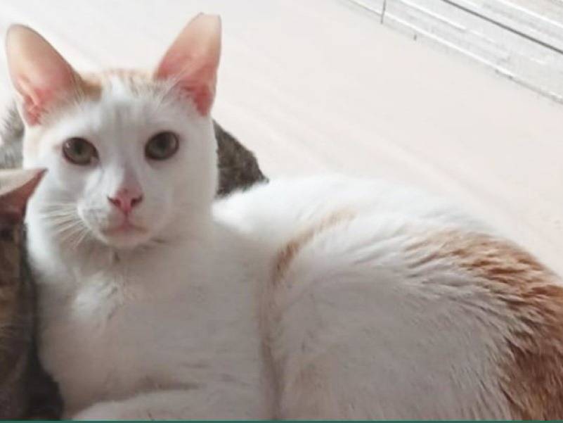 Adotta un gatto, maschio, 8 mesi, Torino