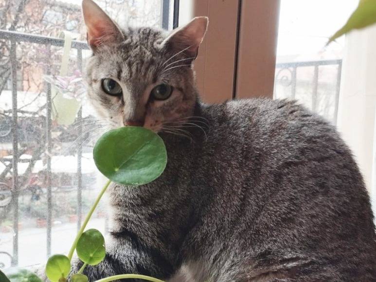 Adotta un gatto, taglia non valida, maschio, Torino