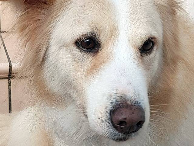 Vuoi adottare un cane a Torino?