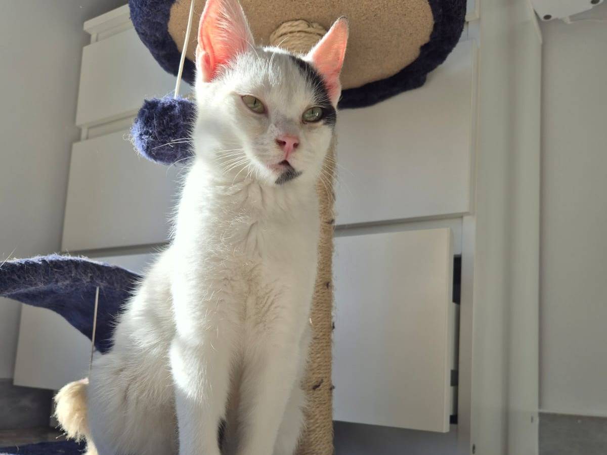 Adotta un gatto, maschio, 5 mesi, Genova