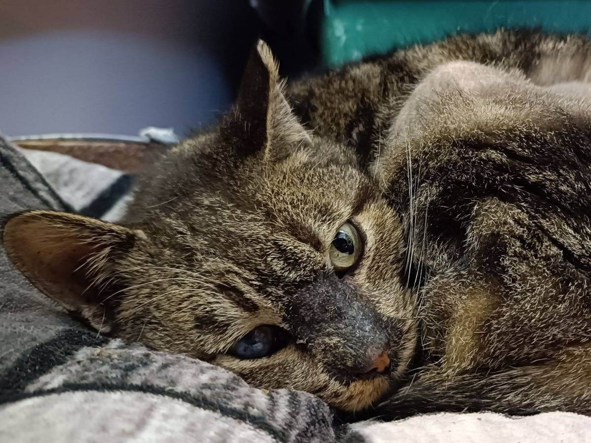 Adozione gatto, maschio, Razza sconosciuta Razza sconosciuta, 13 anni e 10 mesi, taglia non valida, Genova