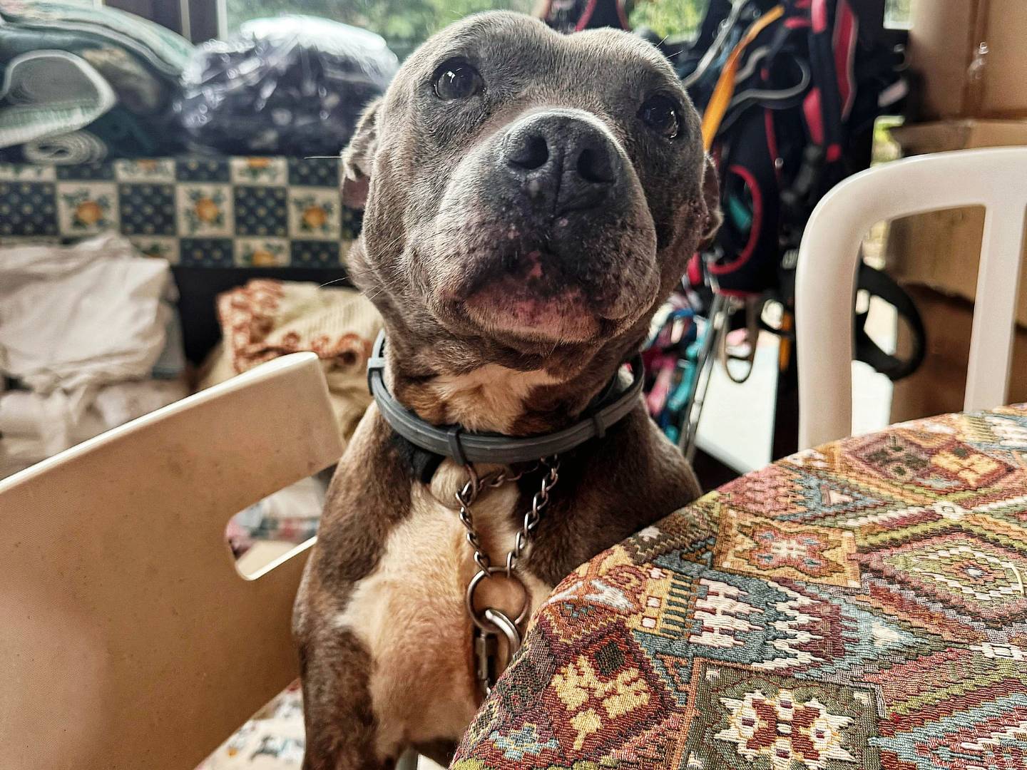 Adozione cane, maschio, Pitbull Razza sconosciuta, 13 anni e 7 mesi, taglia media, Genova