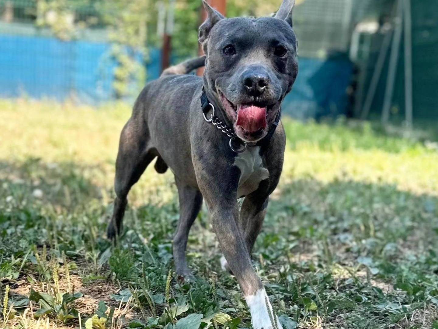 Adotta un cane, maschio, 13 anni e 7 mesi, Genova