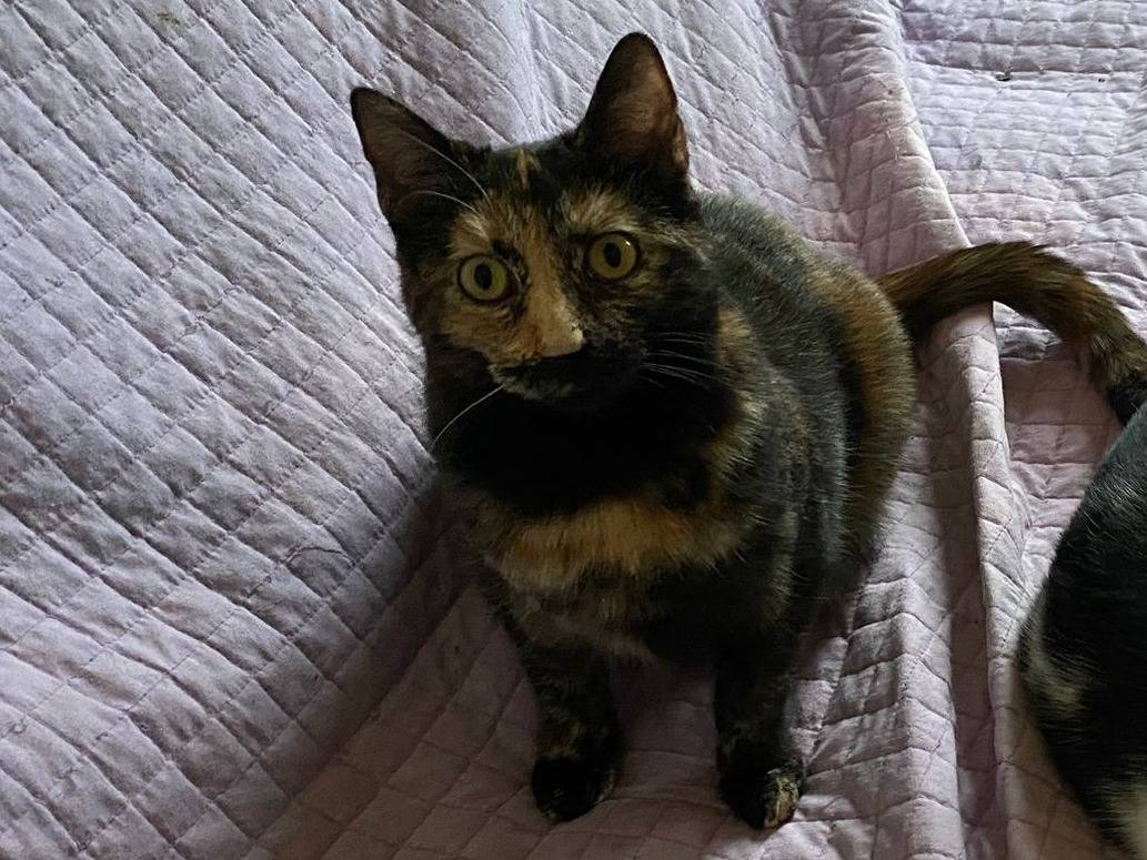 Adotta il gatto Jasmine a Perugia