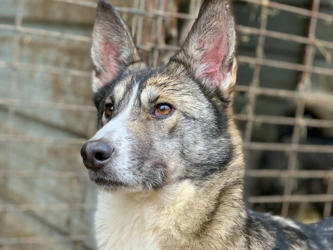 Adotta il cane NORWAY a Firenze