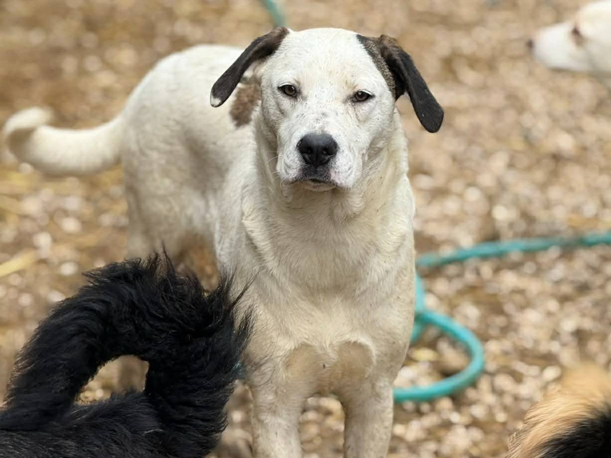 Adotta il cane BALINA a Firenze
