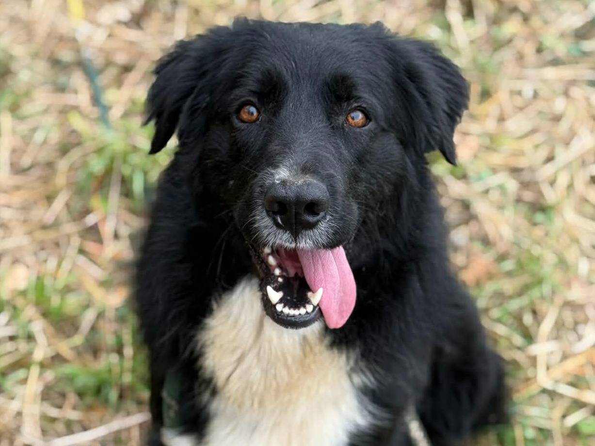 Adotta il cane DEJAN a Firenze