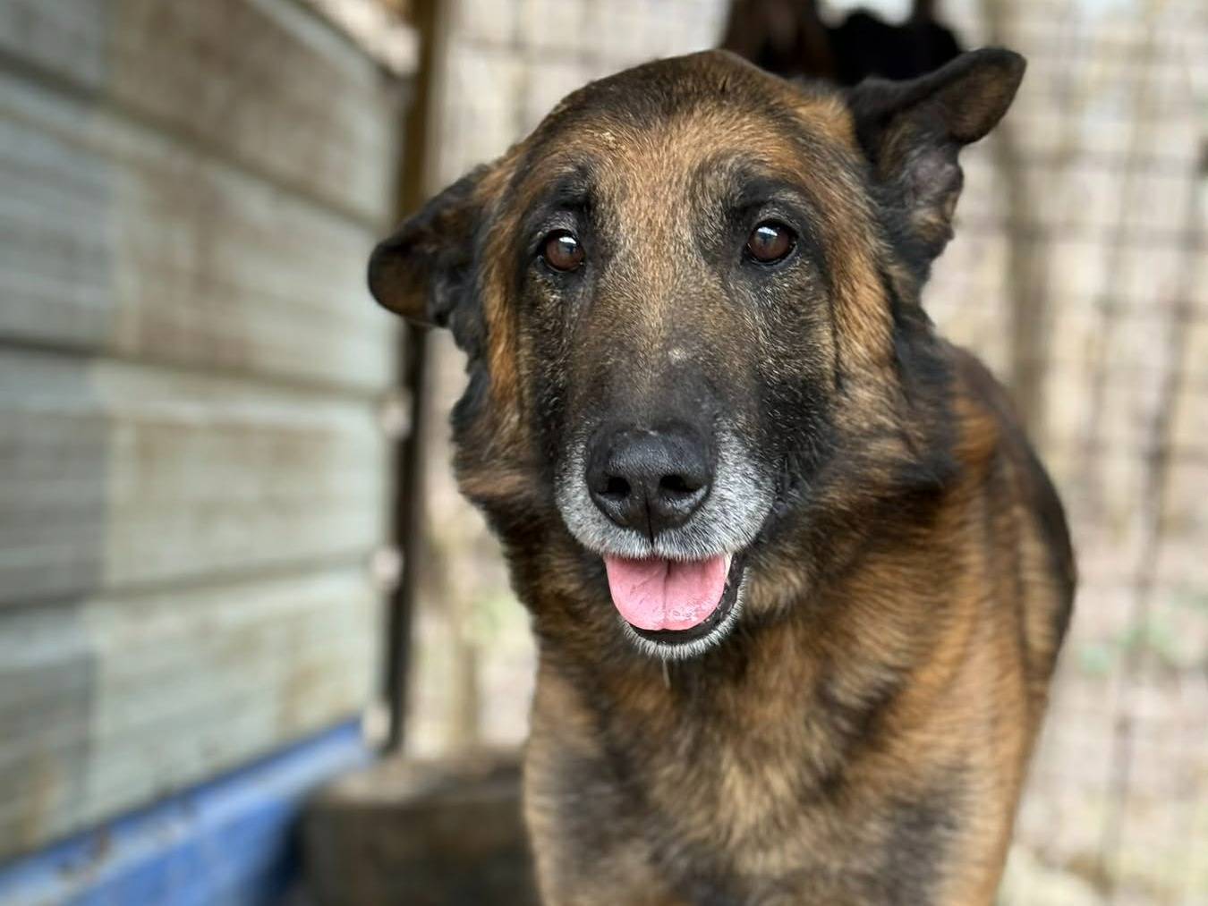 Adotta il cane AIRON a Firenze