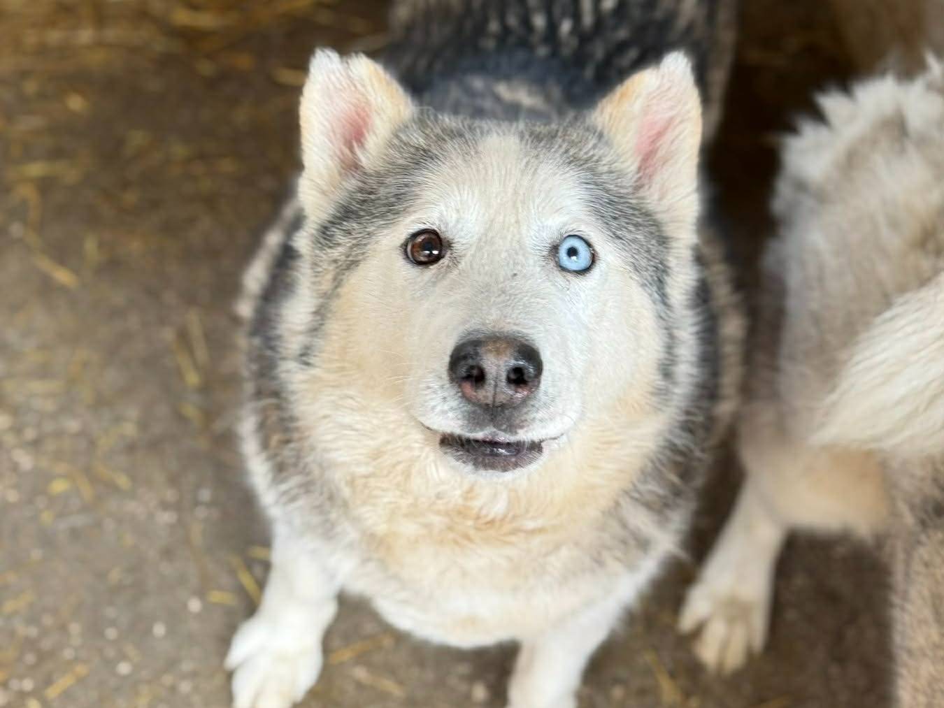 Adotta il cane ARYA a Firenze