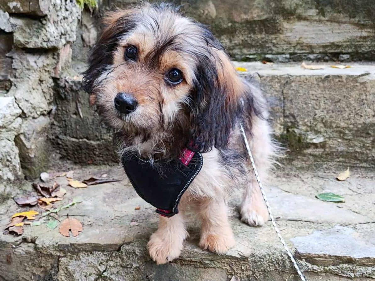 Adotta un cane, femmina, 2 mesi, Firenze