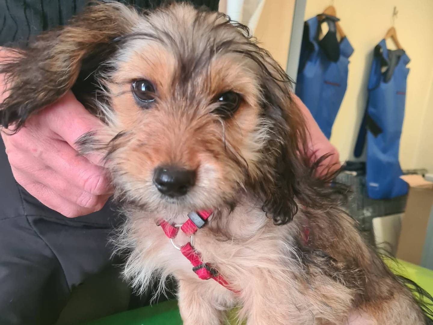 Adotta un cane, taglia piccola, femmina, Firenze