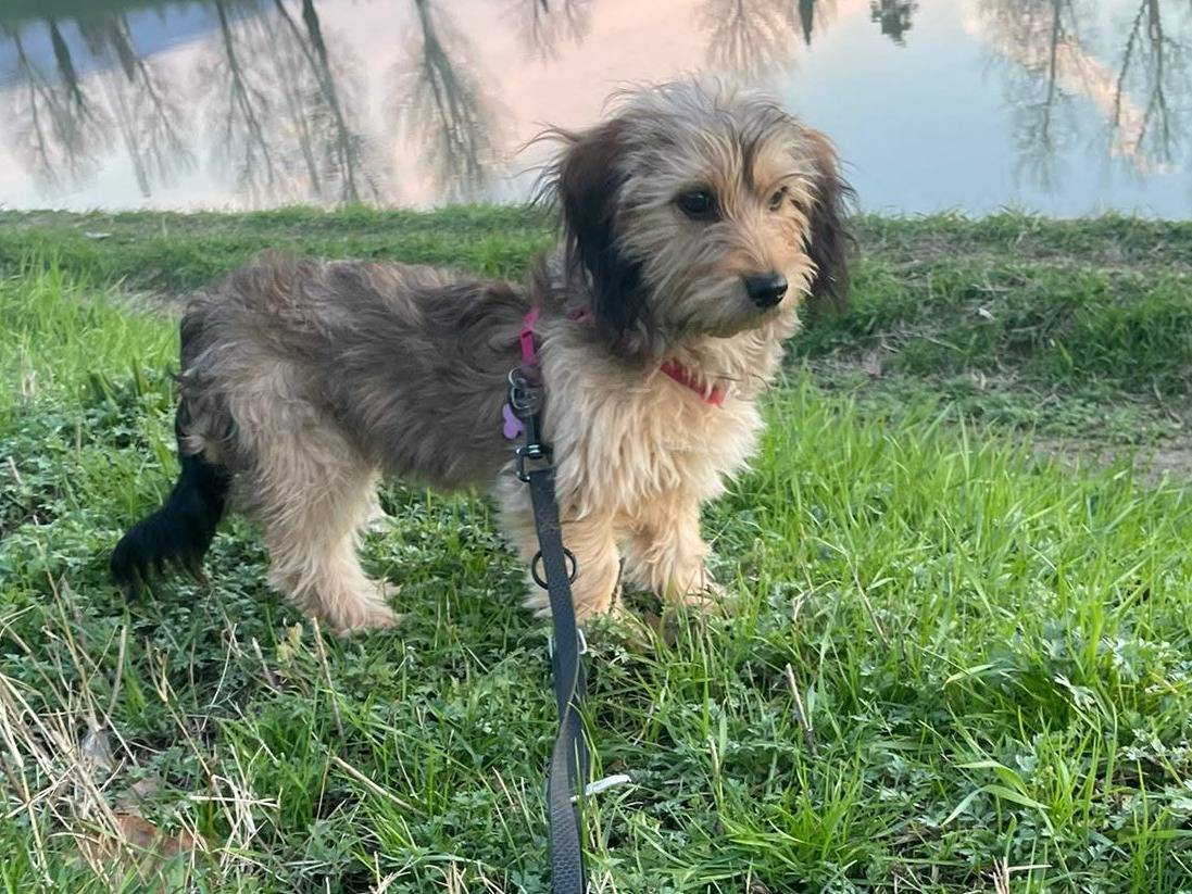 Vuoi adottare un cane a Firenze?