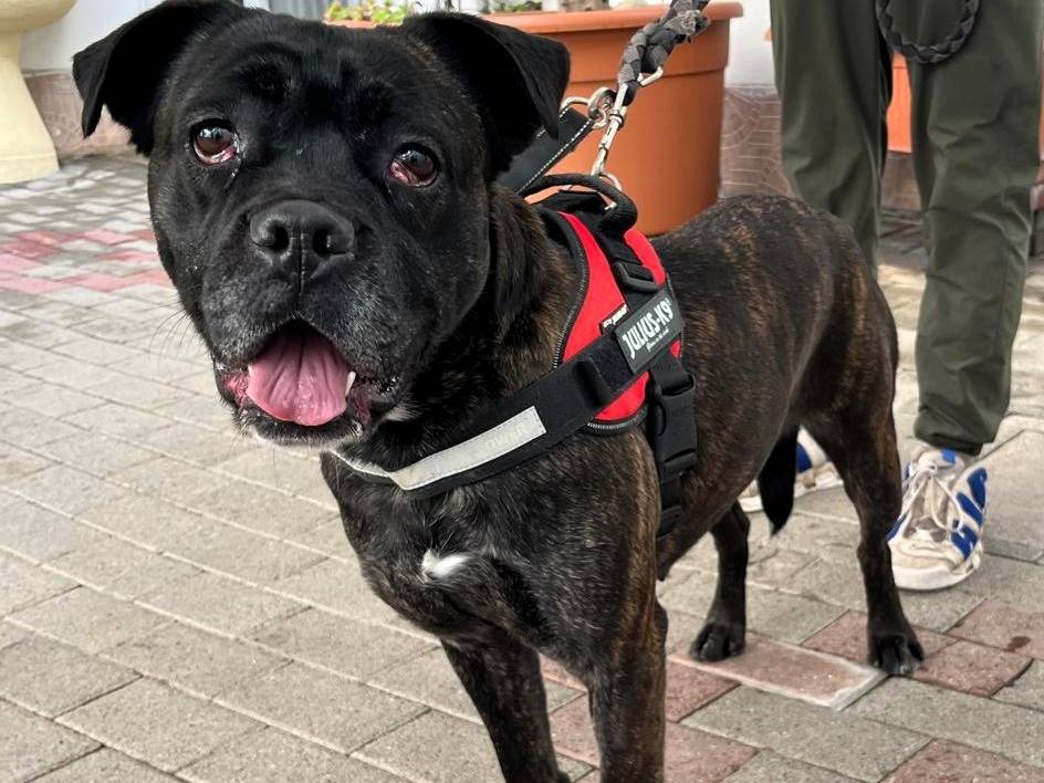 Vuoi adottare un cane a Milano?