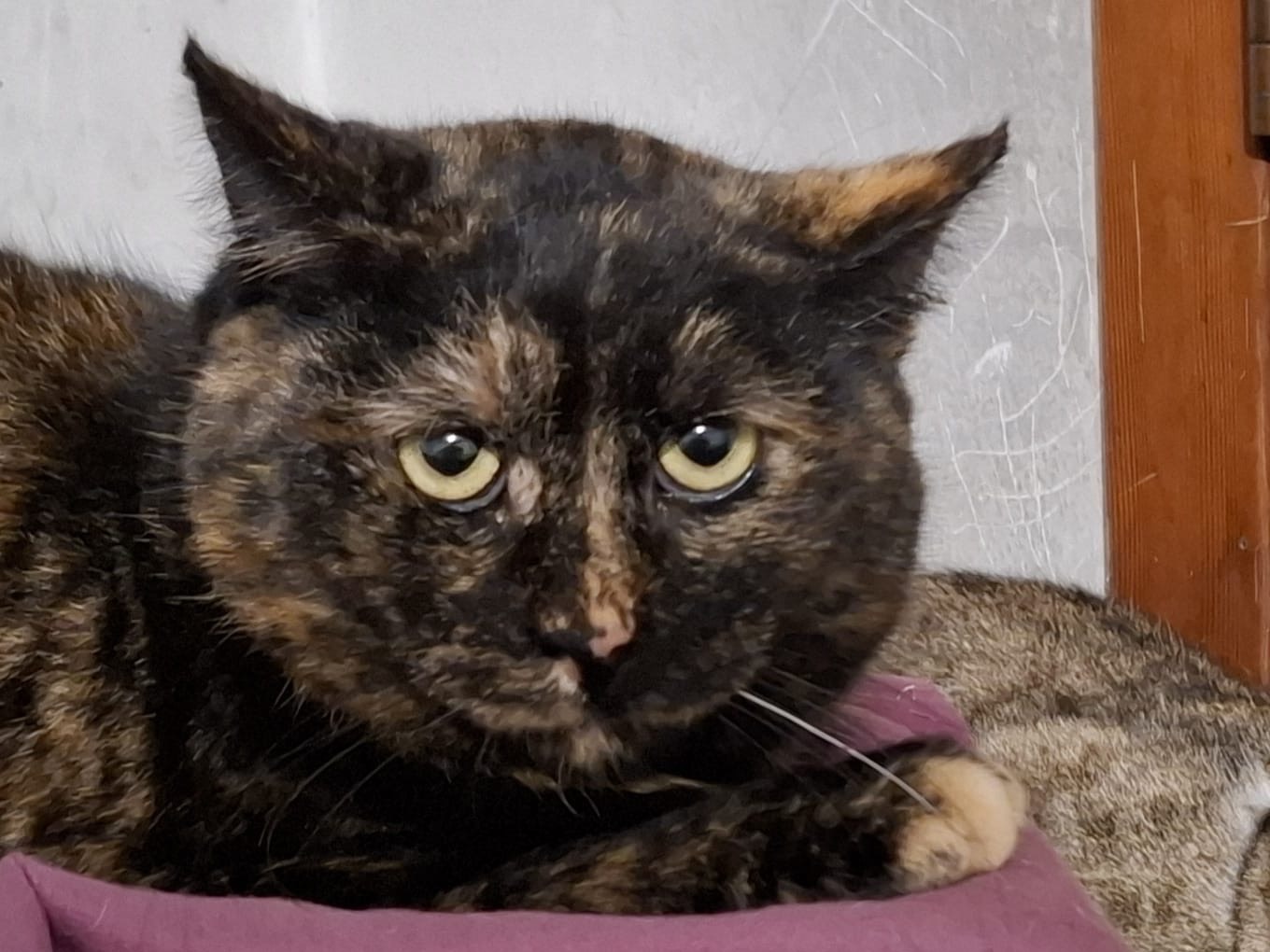 Adozione gatto, femmina, Razza sconosciuta Razza sconosciuta, 3 anni e 3 mesi, taglia non valida, Padova