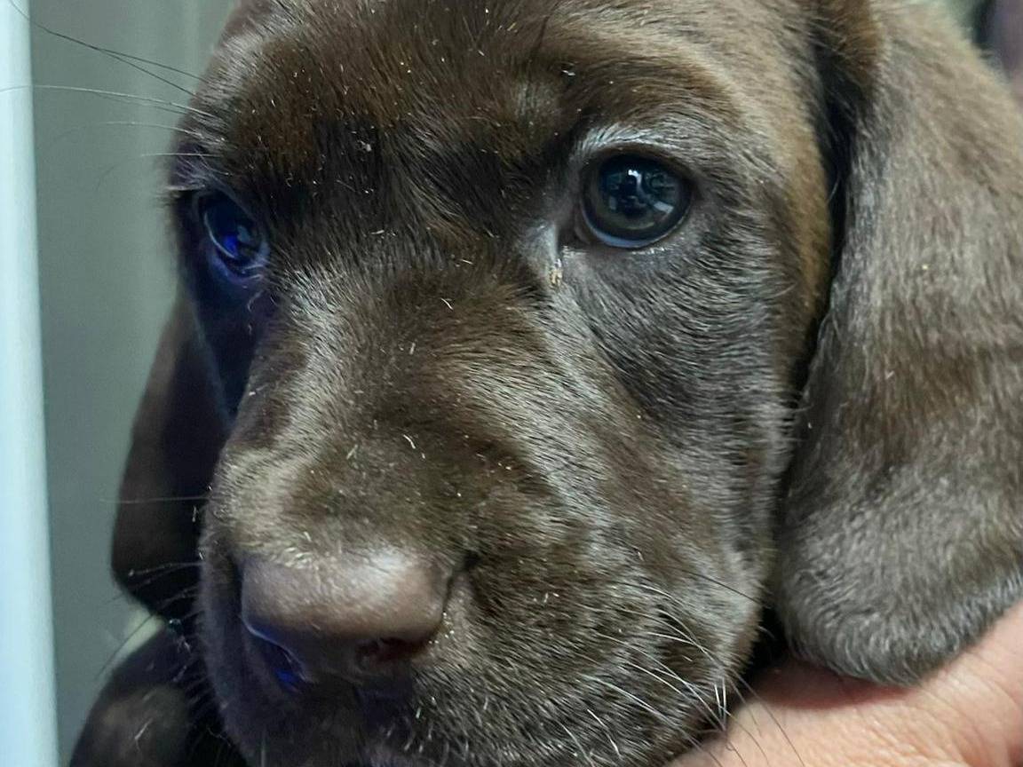 Adozione cane, femmina, Spinone Labrador Retriever, 2 mesi, taglia media, Roma