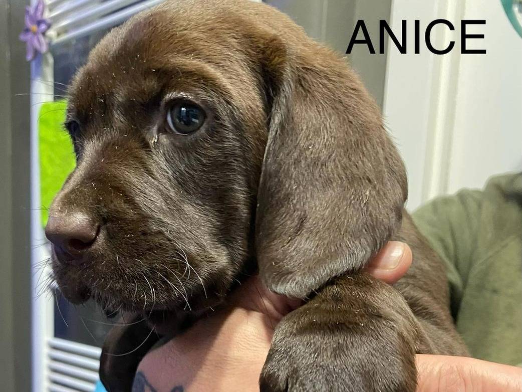 Adotta un cane, femmina, 2 mesi, Roma