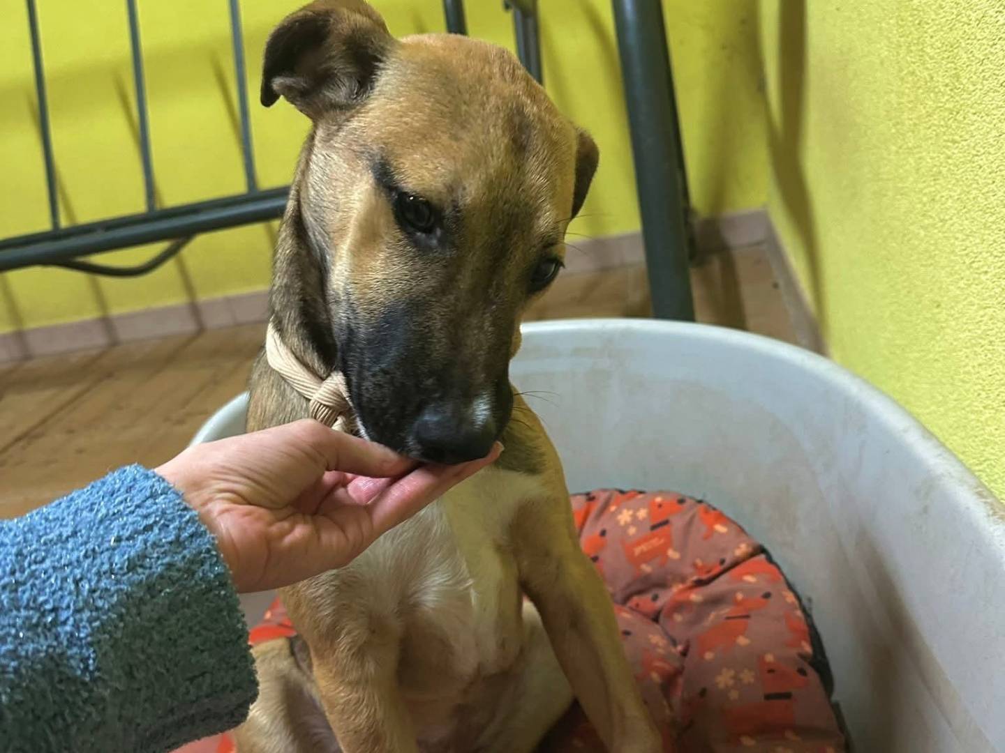 Vuoi adottare un cane a Trapani?