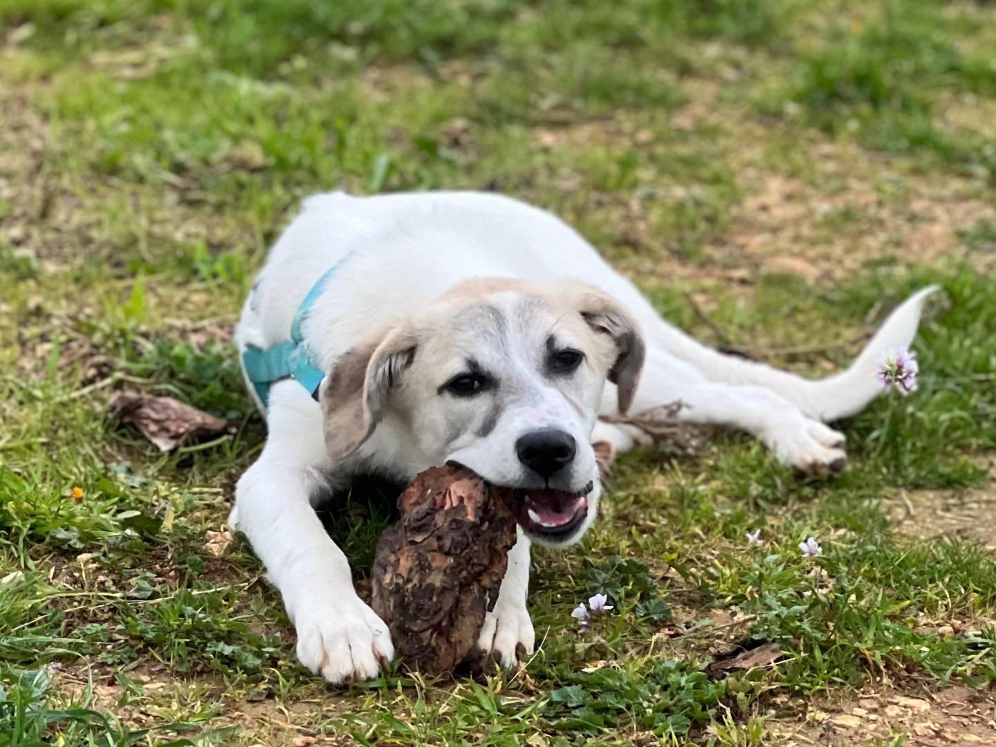 Adotta un cane, maschio, 5 mesi, Arezzo