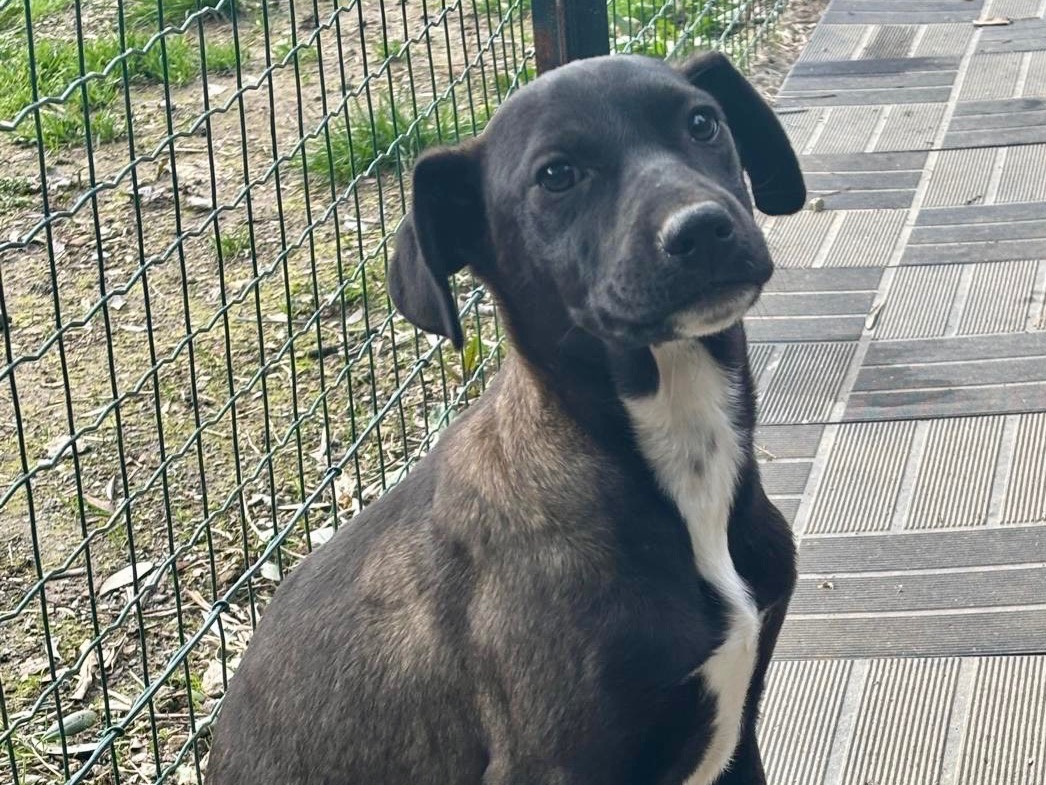 Adotta un cane, femmina, 2 mesi, Savona