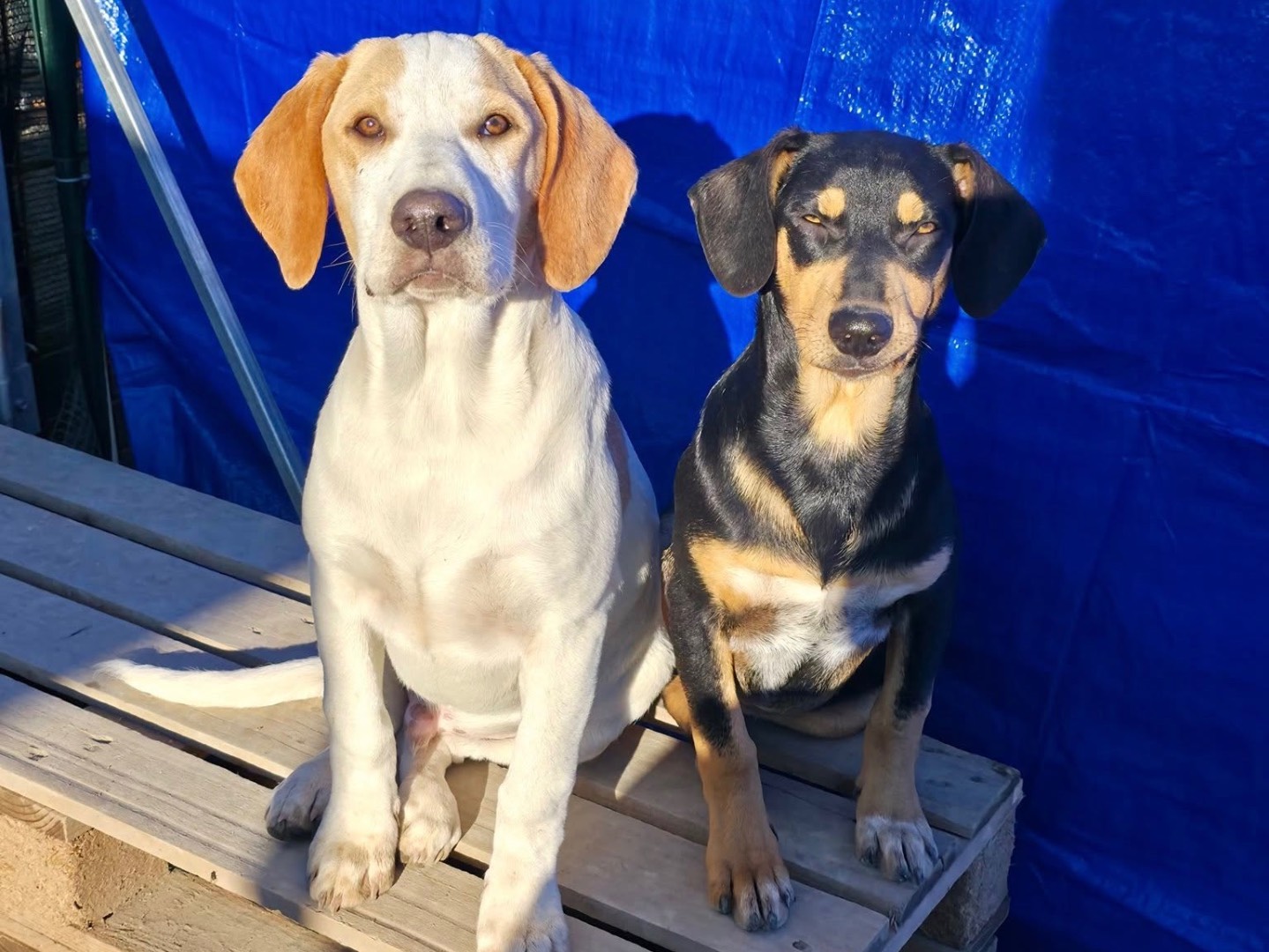 Adotta un cane, maschio, 8 mesi, Barletta