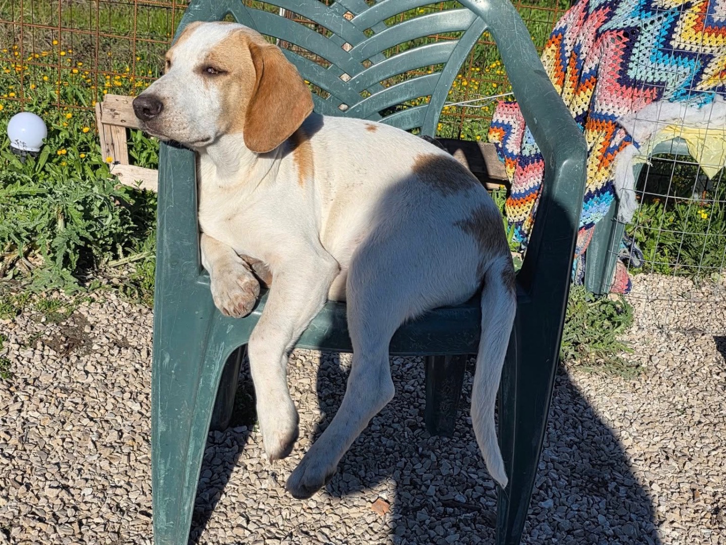 Adotta un cane, taglia media contenuta, maschio, Barletta