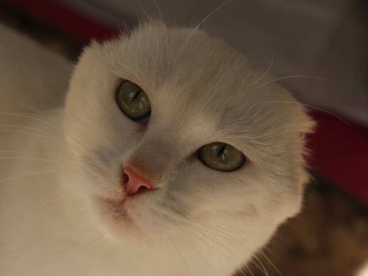 Vuoi adottare un gatto a Frosinone?