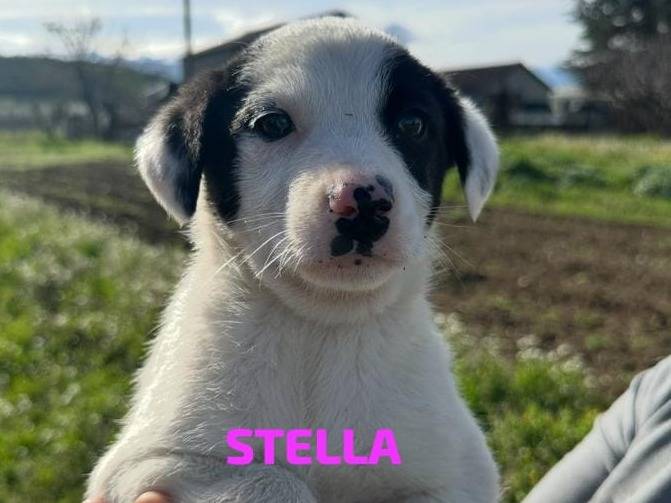 Adozione cane, femmina, Pastore australiano Razza sconosciuta, 4 mesi, taglia media, Pescara