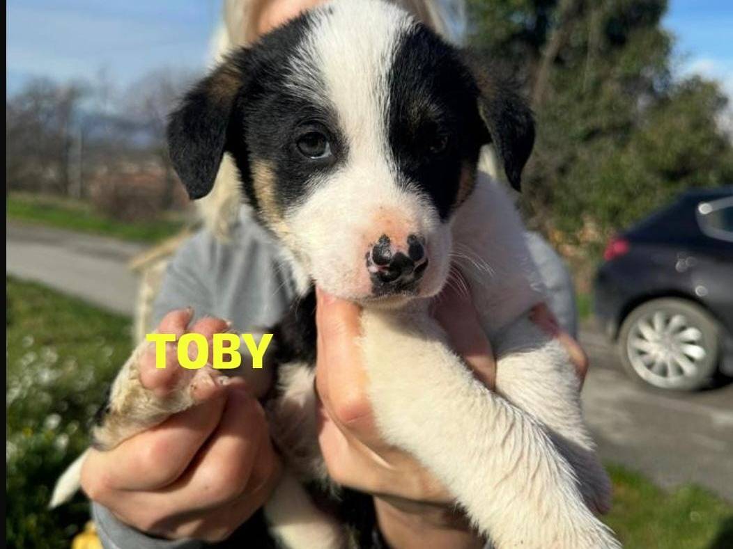 Adozione cane, maschio, Pastore australiano Razza sconosciuta, 4 mesi, taglia media, Pescara