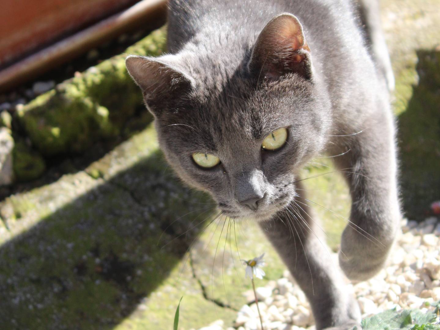 Vuoi adottare un gatto a Frosinone?