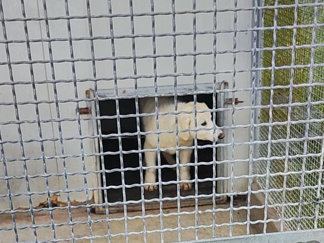 Vuoi adottare un cane a Trapani?