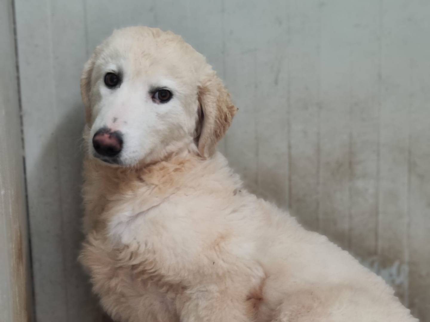 Adotta il cane Poppy  a Trapani