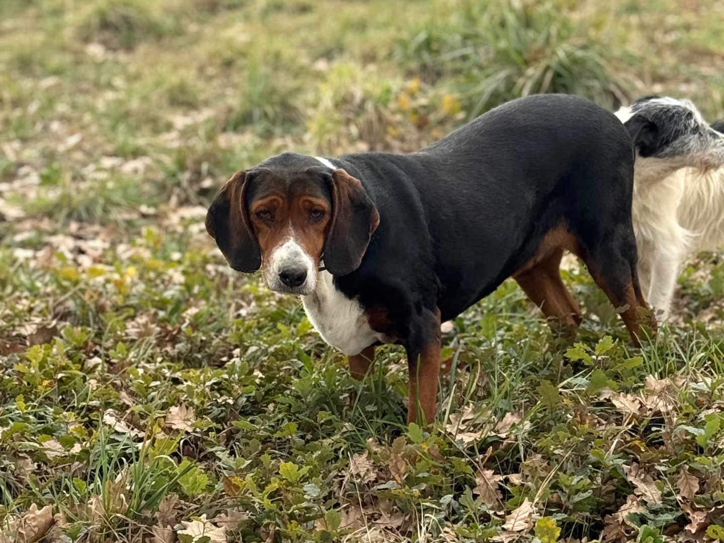 Adotta un cane, femmina, 10 anni e 2 mesi, Viterbo