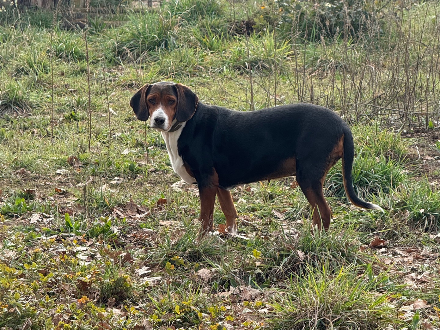 Adotta un cane, taglia media, femmina, Viterbo
