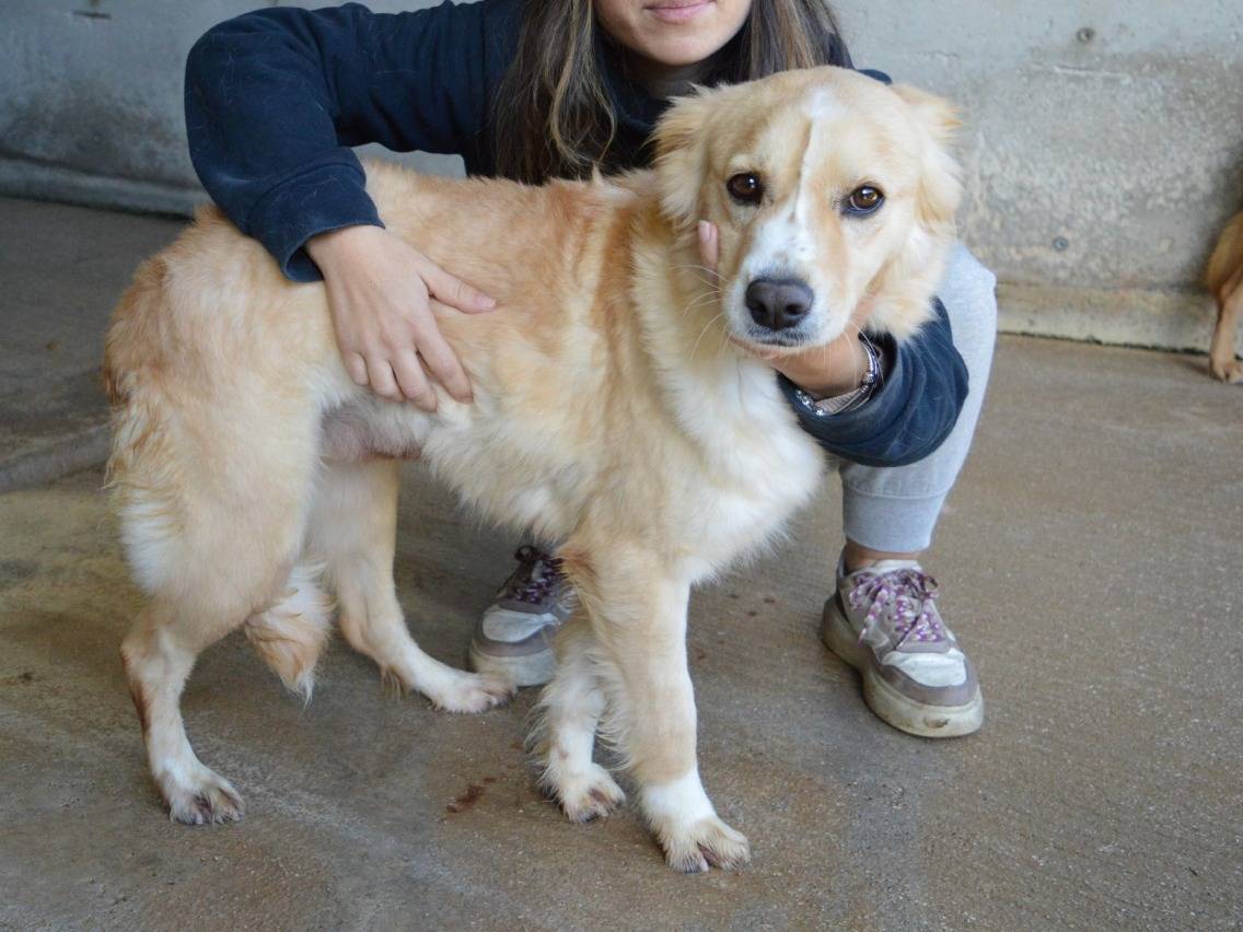 Vuoi adottare un cane a Roma?