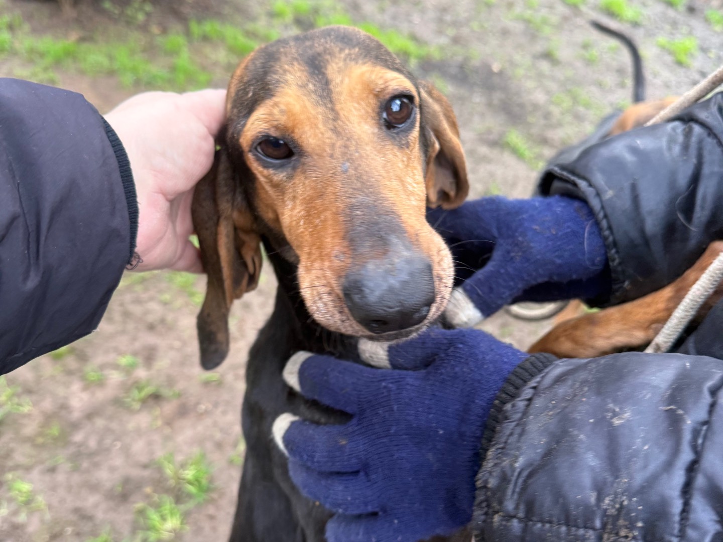 Adotta un cane, taglia media contenuta, femmina, Viterbo