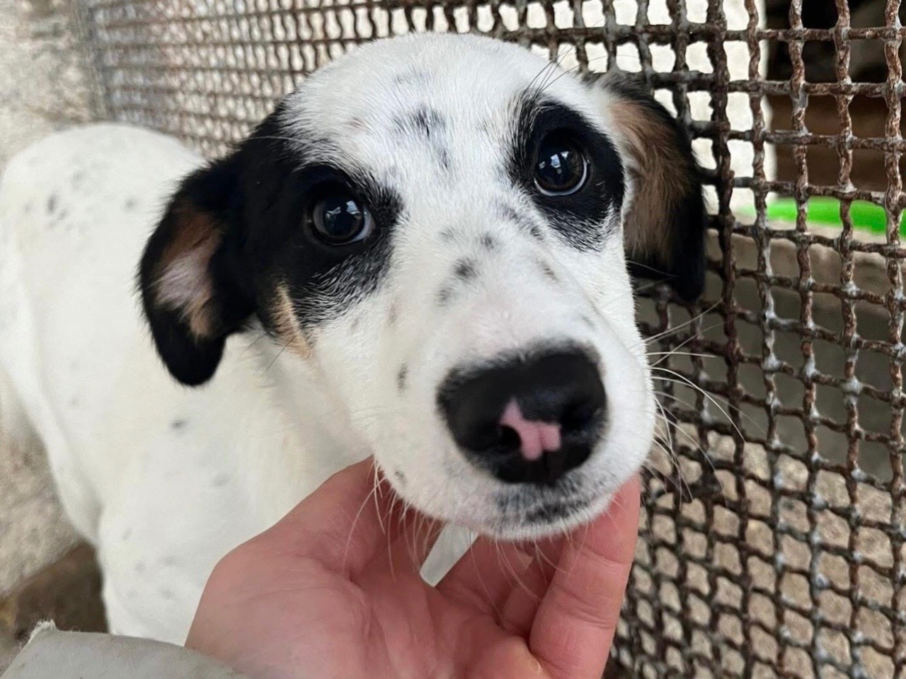 Adozione cane, femmina, Razza sconosciuta Razza sconosciuta, 8 mesi, taglia piccola, Avellino