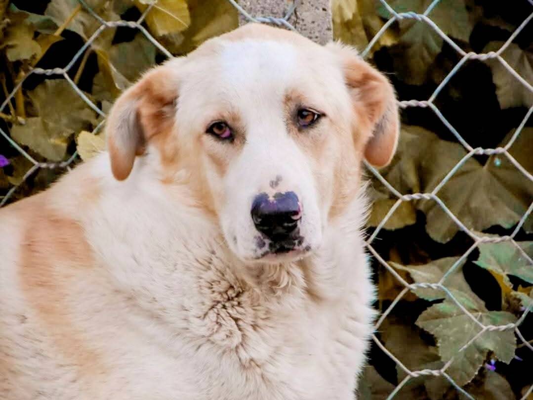 Adozione cane, maschio, Razza sconosciuta Razza sconosciuta, 3 anni e 4 mesi, taglia grande, Crotone
