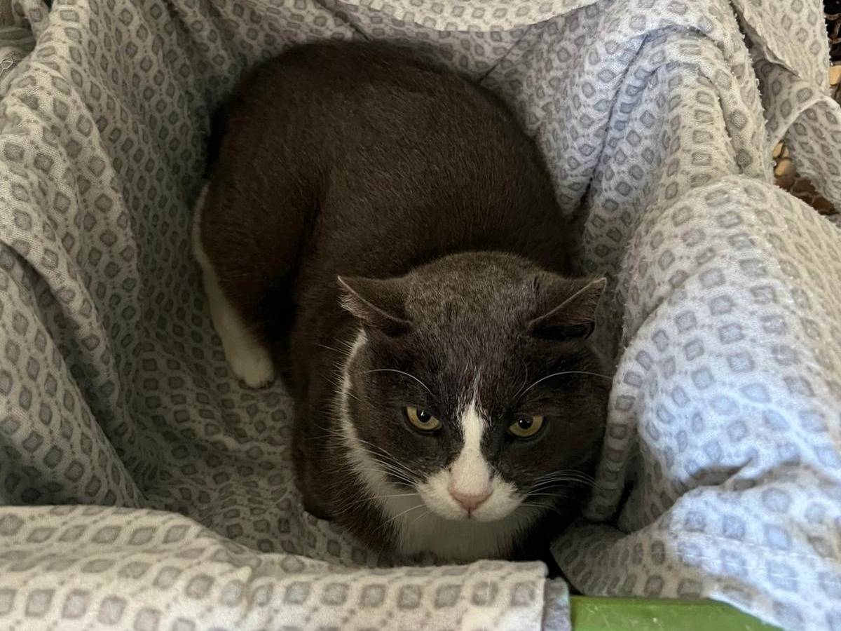 Adotta un gatto, taglia non valida, maschio, Roma