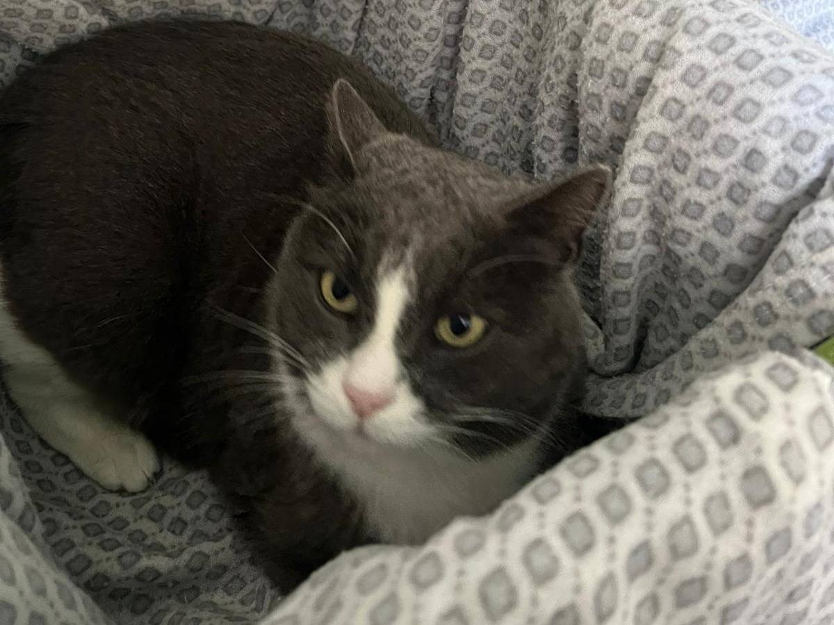 Vuoi adottare un gatto a Roma?