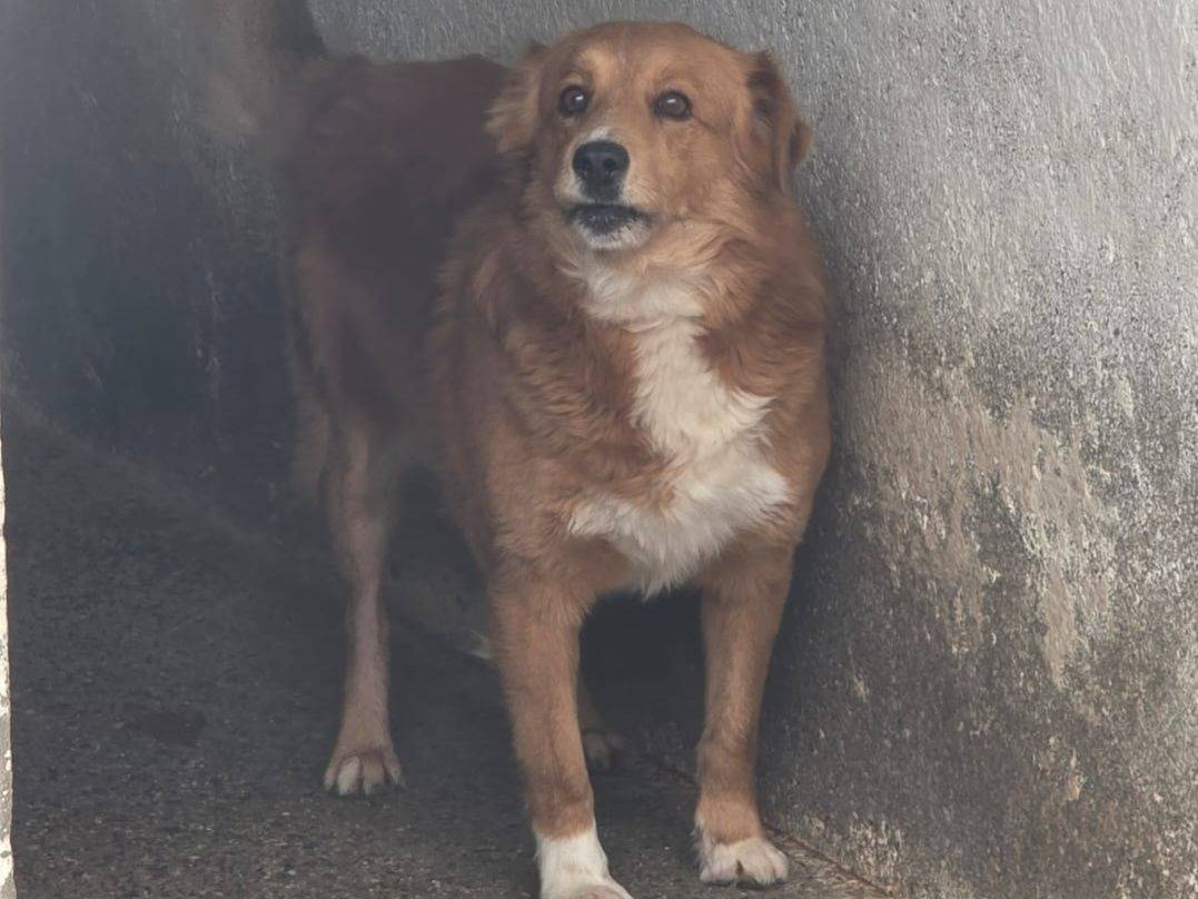 Adozione cane, maschio, Razza sconosciuta Razza sconosciuta, 7 anni e 1 mese, taglia media, Crotone